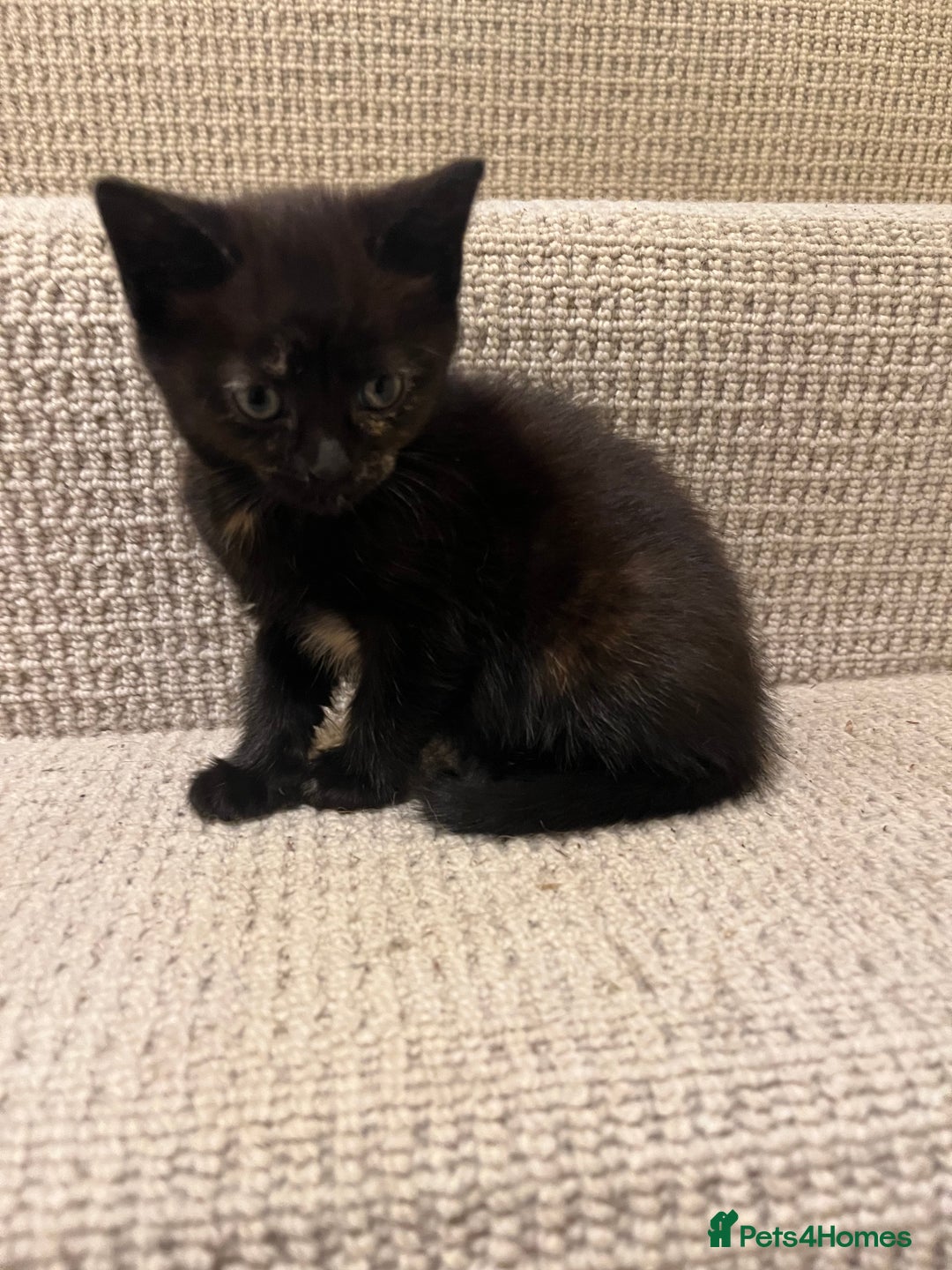 Domestic Shorthair cats for sale: Shorthair Kittens - Image 19