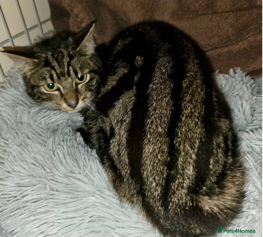 Mixed Breed cats for adoption: Puss in Boots looking for a home - Advert 1