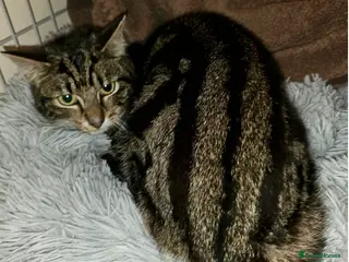 Mixed Breed cats Puss in Boots looking for a home - Advert 2