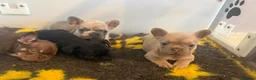 French Bulldog dogs for sale: KC French Bulldogs - Advert 11