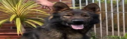 German Shepherd dogs for sale: Male working line GSD  - Advert 2