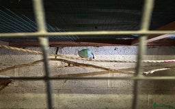 Parakeets birds for sale: Birds - Advert 6