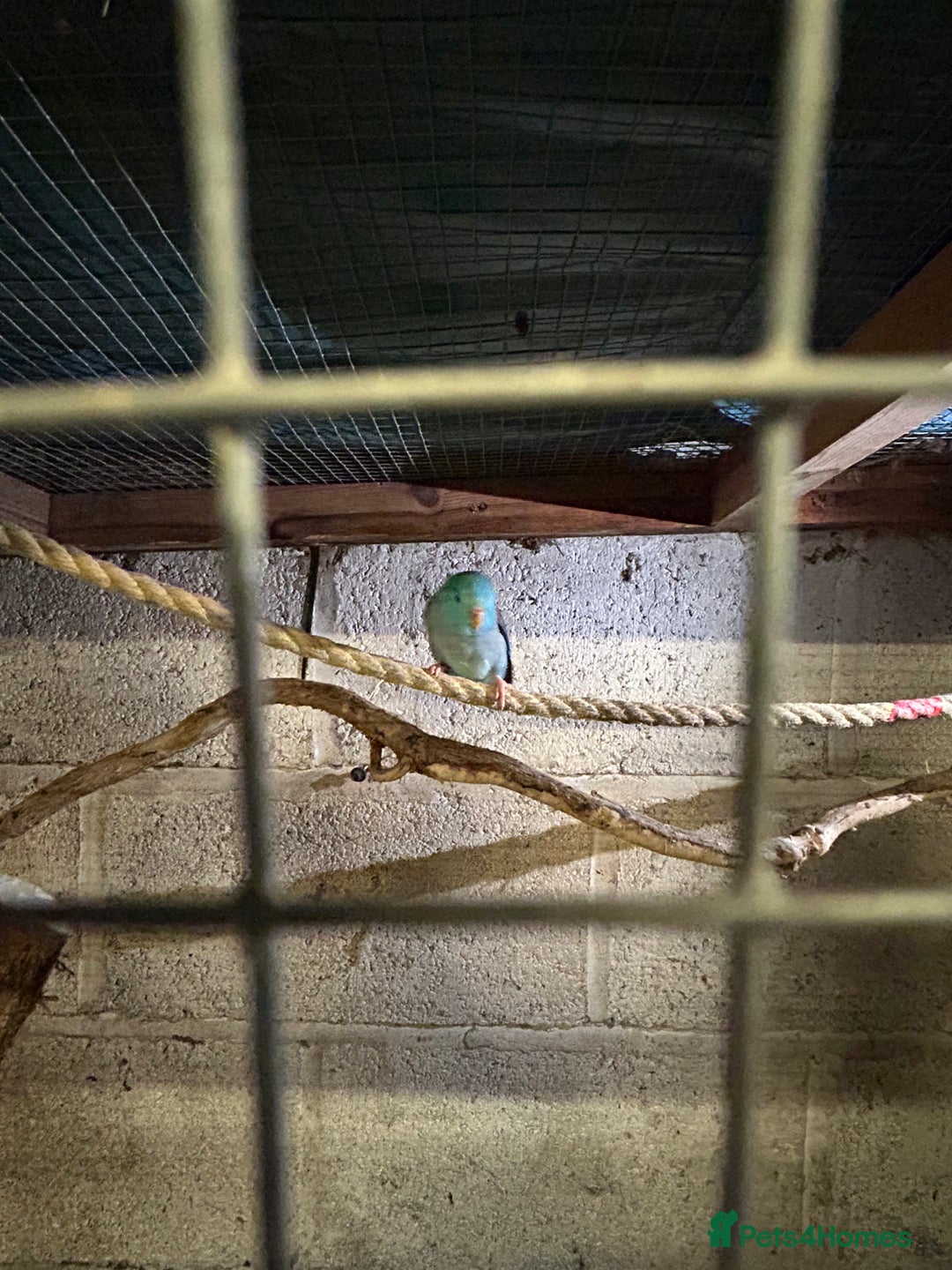 Parakeets birds for sale: Birds - Advert 6