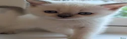British Shorthair cats for sale: British Shorthair Kittens – Ready to Go Now in Renfrew - Advert 12