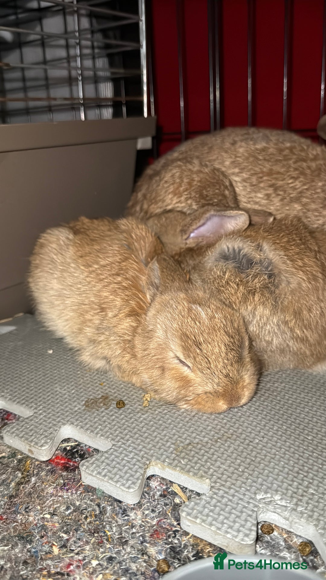 Mini Lop rabbits for sale: Mini French Lop Bunnies - Advert 9