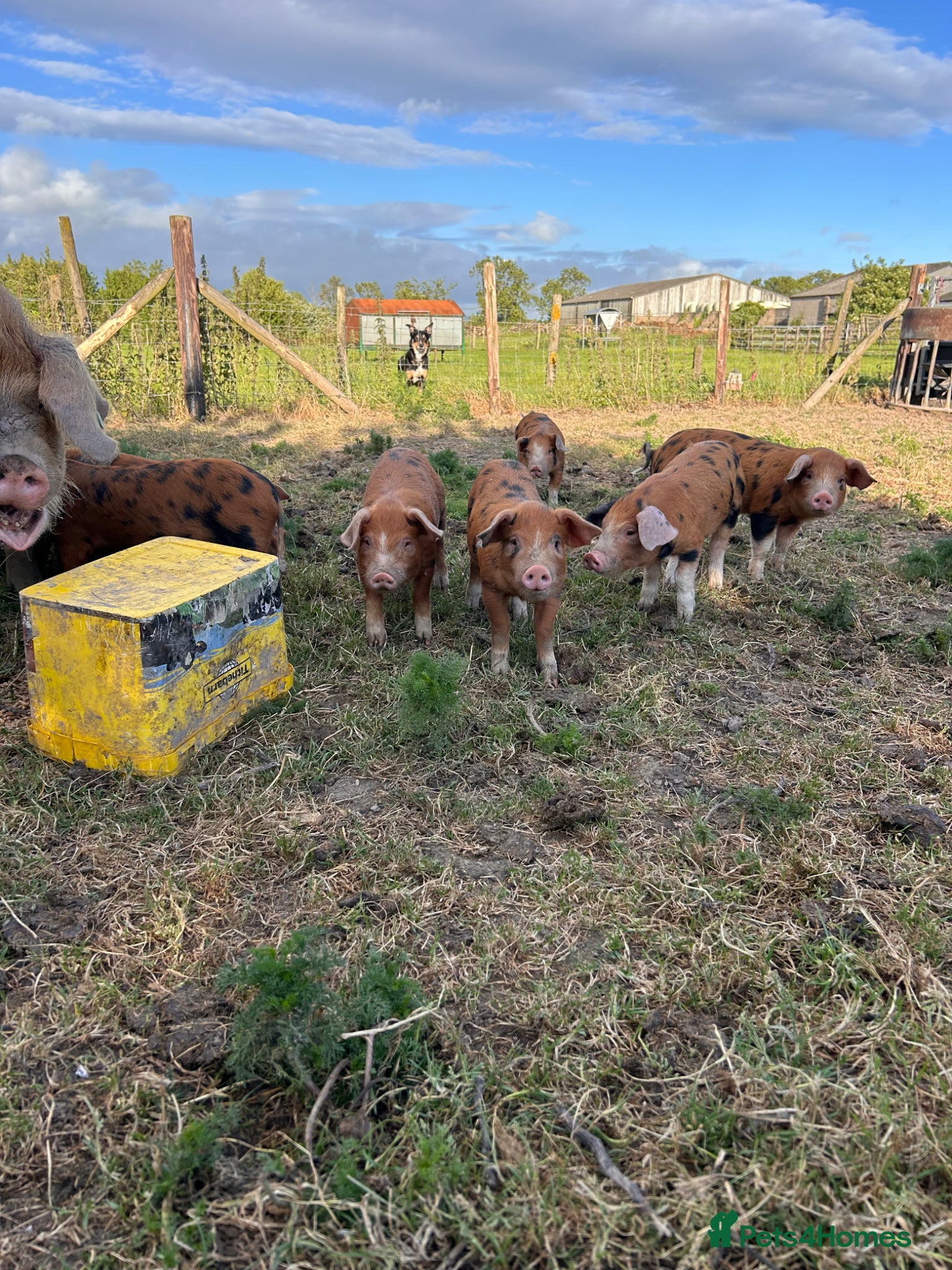 Pig livestock for sale: Pure bred Oxford Sandy Black Weaners pigs piglets - Advert 5