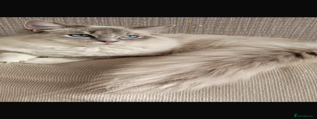 Brucie 