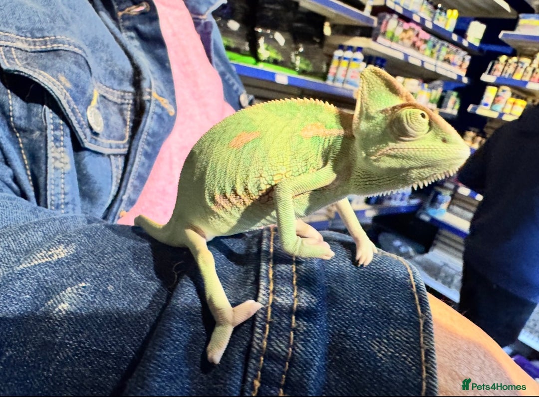 Chameleon reptiles for sale: Veiled chameleons - Advert 2