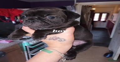 Frug dogs - Advert 9