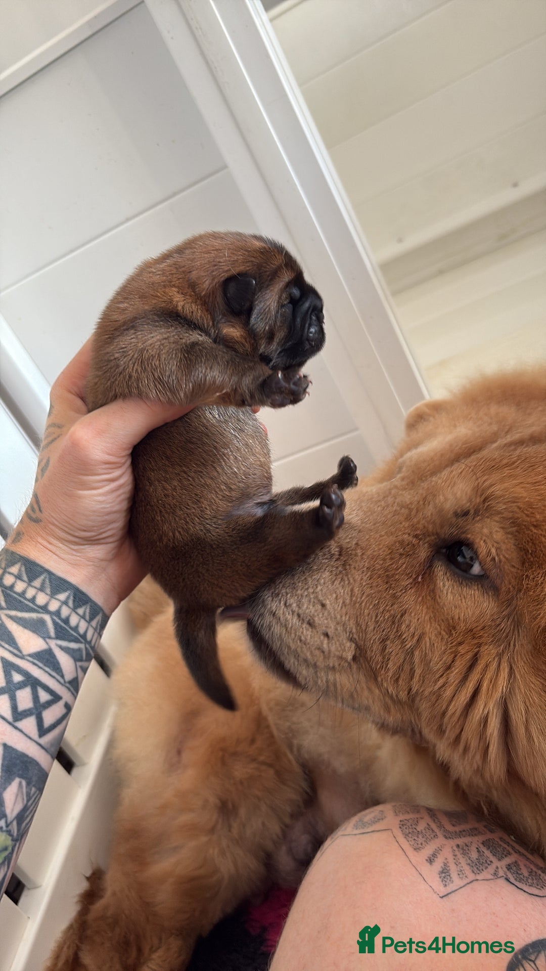 Chow Chow dogs for sale: Standard CH Champion Bloodline chow chows - Image 6