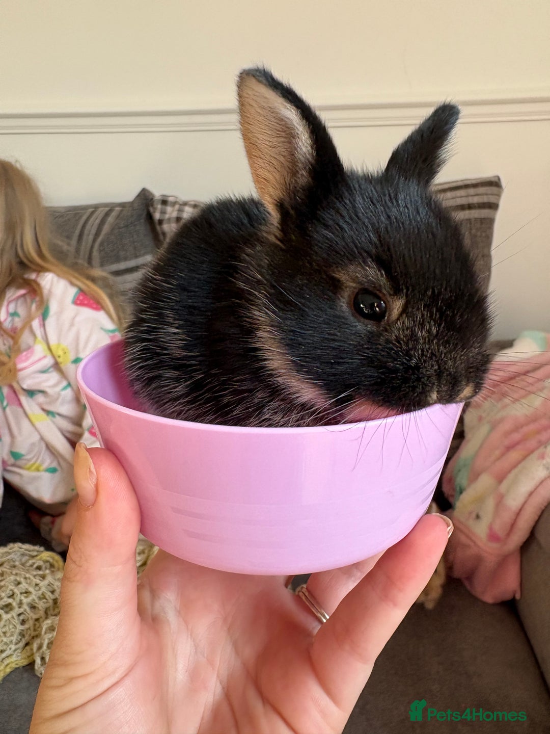 Rex rabbits for sale: Rex cross Mini Lop  - Image 20