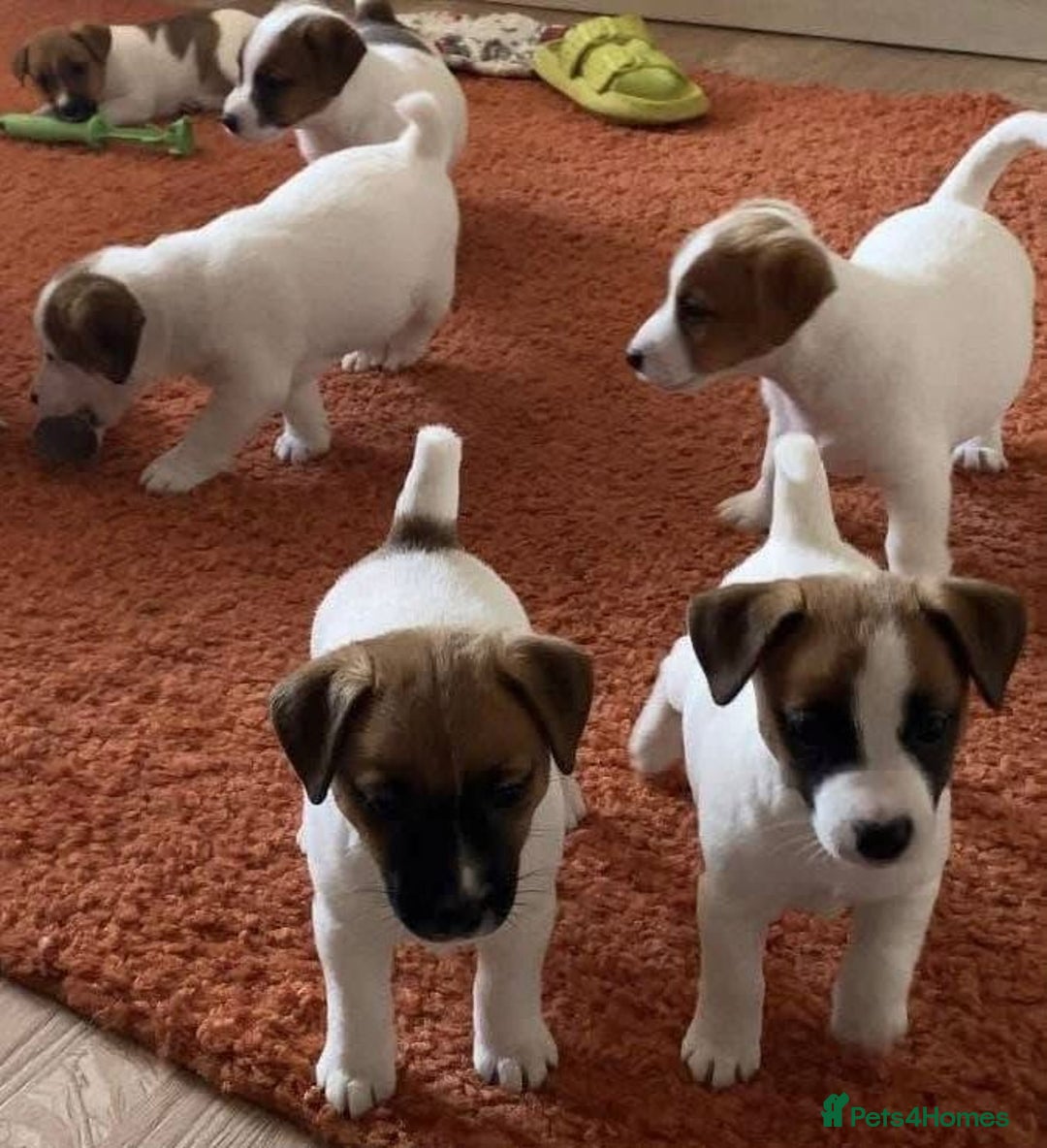 Jack Russell dogs for sale: Jack Russell puppies  - Advert 3