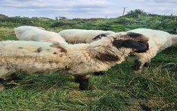 Sheep livestock for sale: Organic Swiss Valais X Suffolk lambs - Image 1