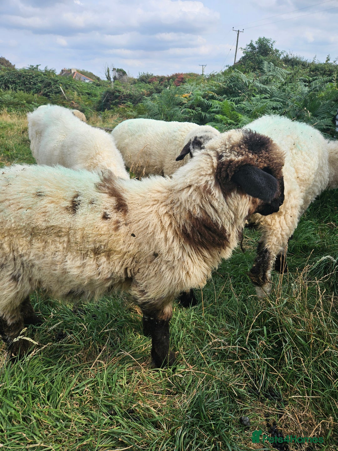 Sheep livestock for sale: Organic Swiss Valais X Suffolk lambs - Image 1