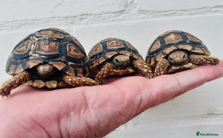 Tortoise reptiles - Advert 1