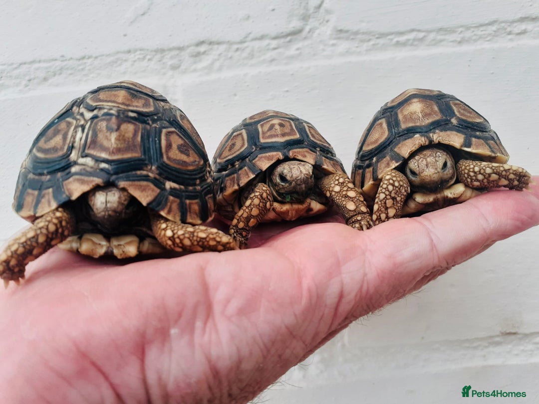 Tortoise reptiles for sale: Baby Leopard Tortioes  - Image 1