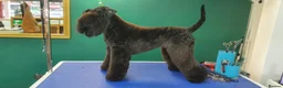 Kerry Blue Terrier dogs for sale: Kerry blue terrier girl KC Reg 12 months old - Advert 8