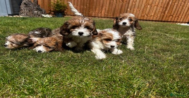 Cavachon dogs - Advert 4