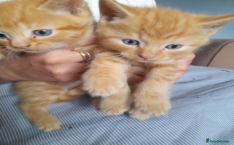 Mixed Breed cats - Advert 11