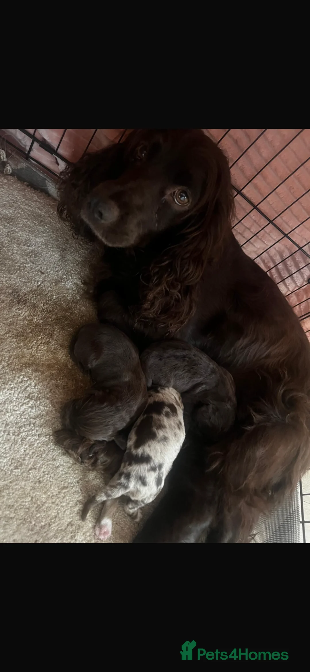 Cocker Spaniel dogs for sale: Cocker spaniel puppies for sale  - Advert 2