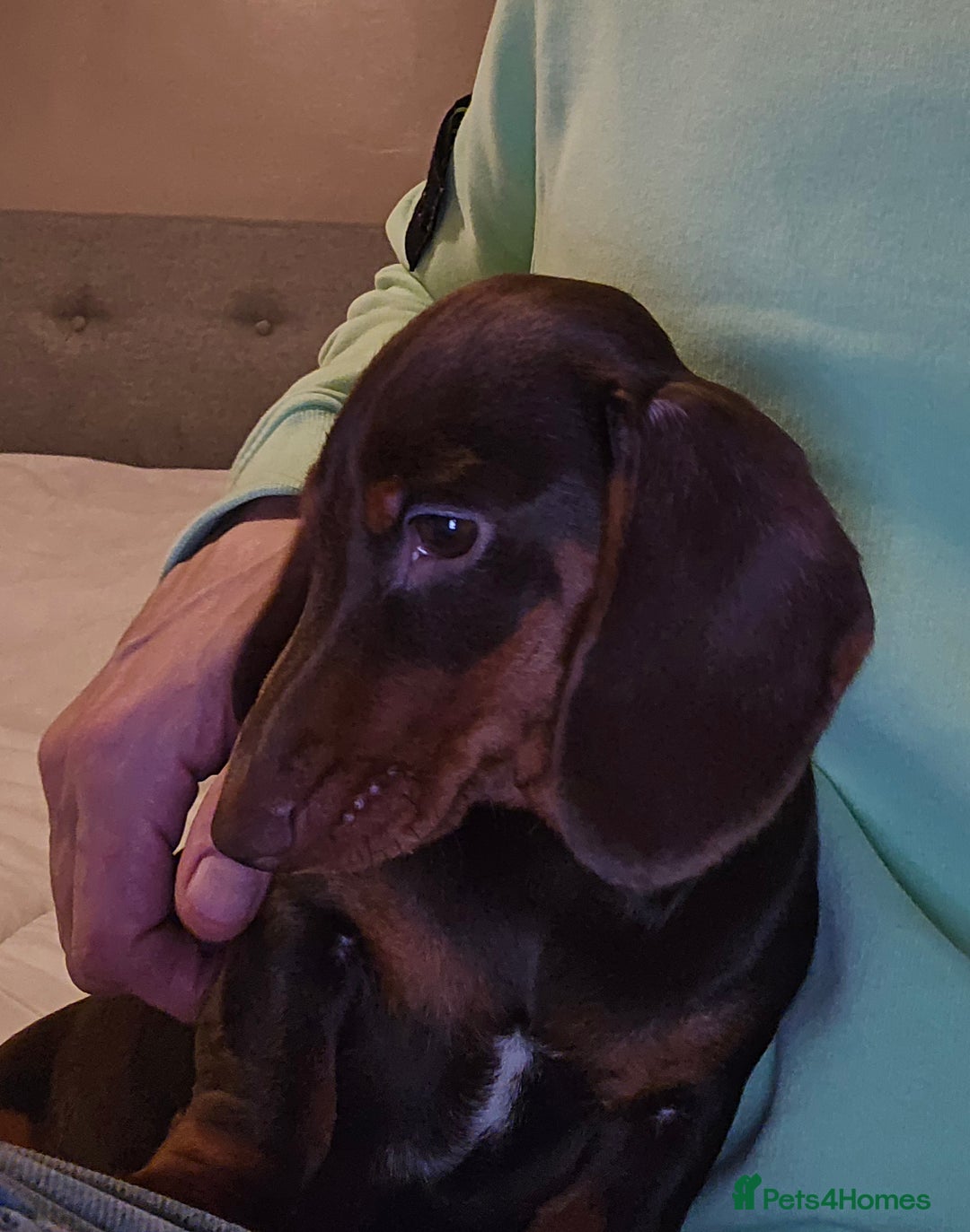 Miniature Dachshund dogs for sale: Minature daschund  - Advert 3