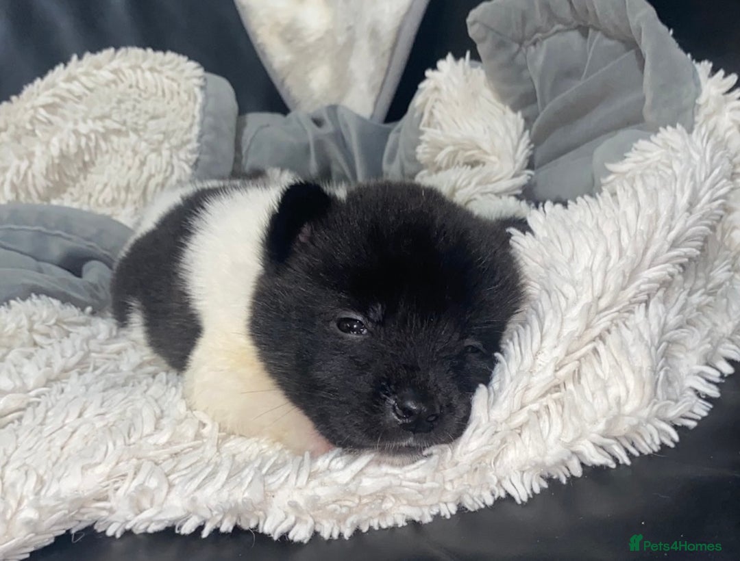 Akita dogs for sale: Beautiful American Akita Puppies 9 Boys 3 Females  - Advert 8
