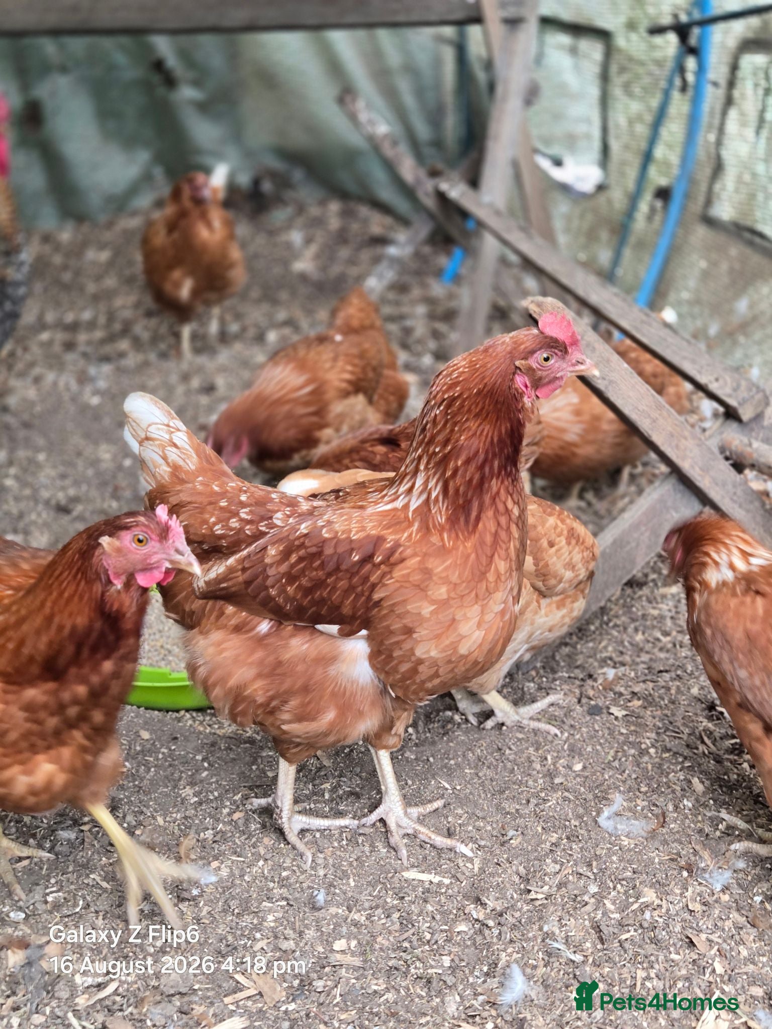 Chickens poultry point of lay pullets  - Advert 13