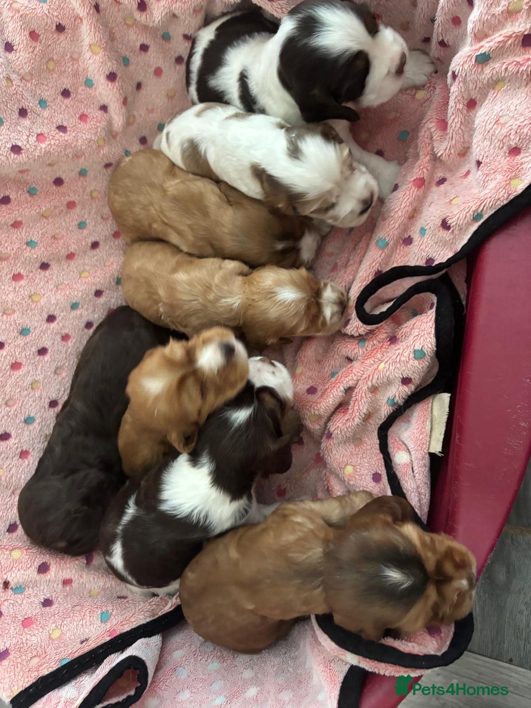 Cocker Spaniel dogs for sale: KC reg Cocker Spaniel Puppies, council licensed  - Image 10