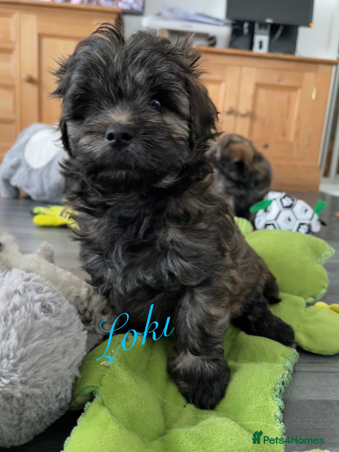 Mixed Breed dogs for sale: 3 Beautiful Shih Tzu x Toy poodle  - Advert 7