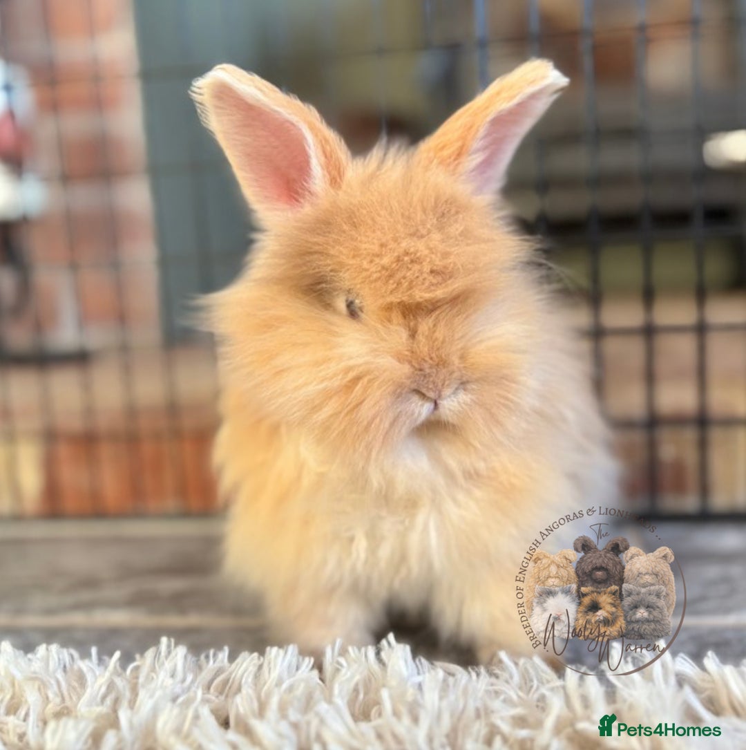 Angora rabbits for sale: Fully Vaccinated English Angoras ♥️ - Advert 13