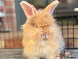 Angora rabbits Fully Vaccinated English Angoras ♥️ - Advert 3