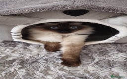 Ragdoll cats for sale: Male Ragdoll for sale - Advert 4
