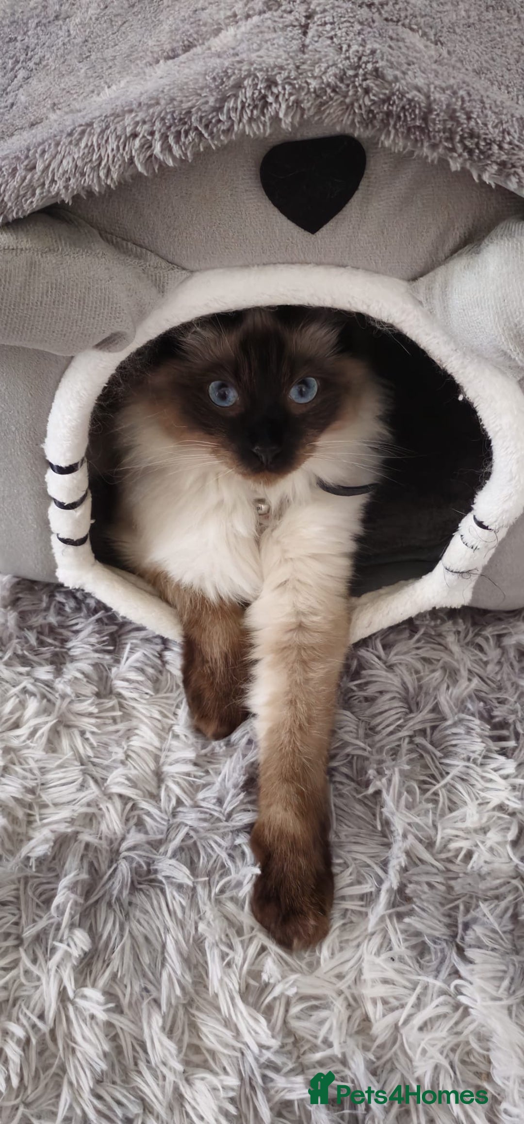Ragdoll cats for sale: Male Ragdoll for sale - Advert 4