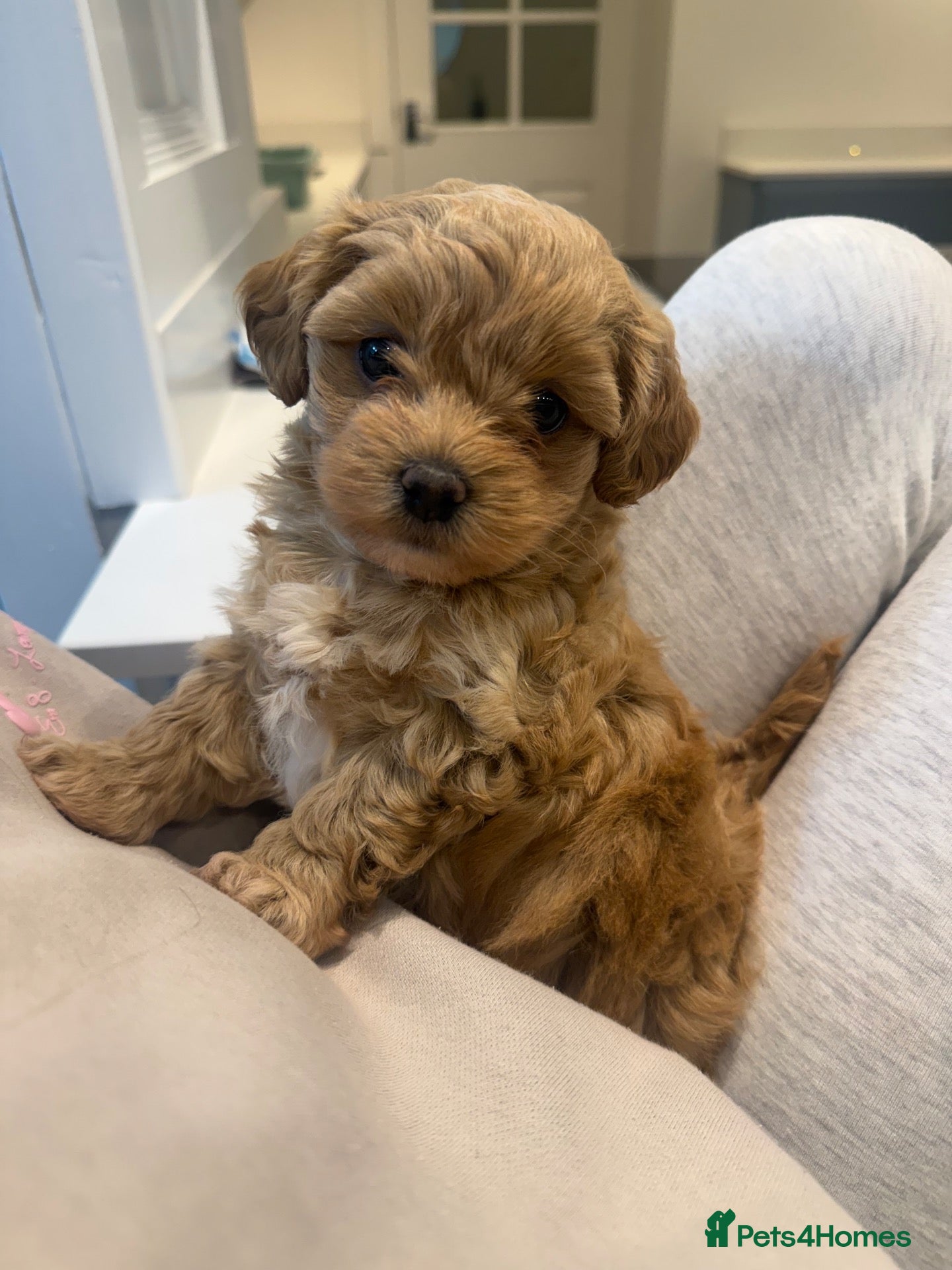 Maltipoo dogs for sale: One adorable f1 maltipoo girl available  - Advert 2