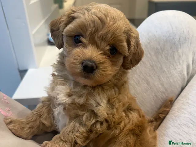 Maltipoo dogs for sale: One adorable f1 maltipoo girl available - Advert 2