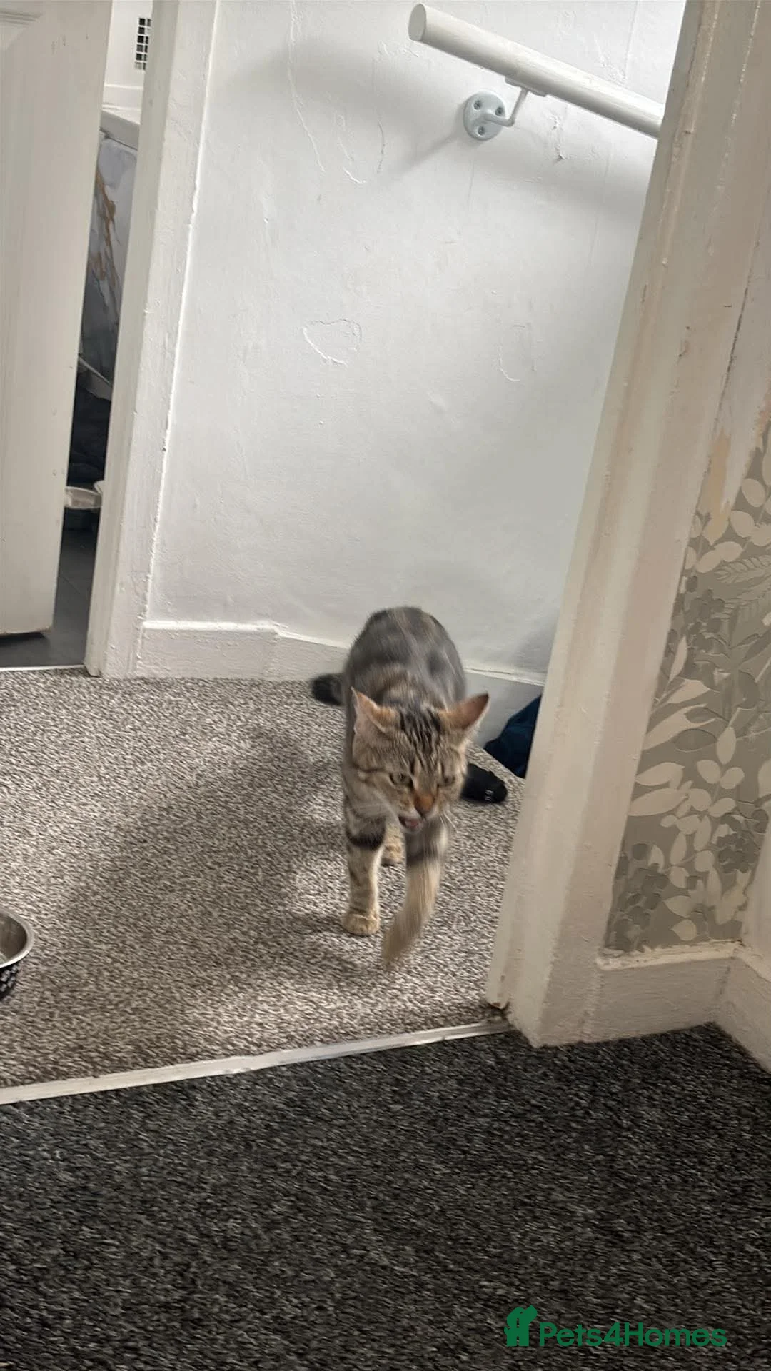 Mixed Breed cats for sale: Female Cat - Advert 1