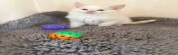 Ragdoll cats for sale: Ragdoll kittens - Advert 5