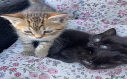 British Shorthair cats for sale: Beautiful fluffy kittens ready in 2 weeks  - Image 11
