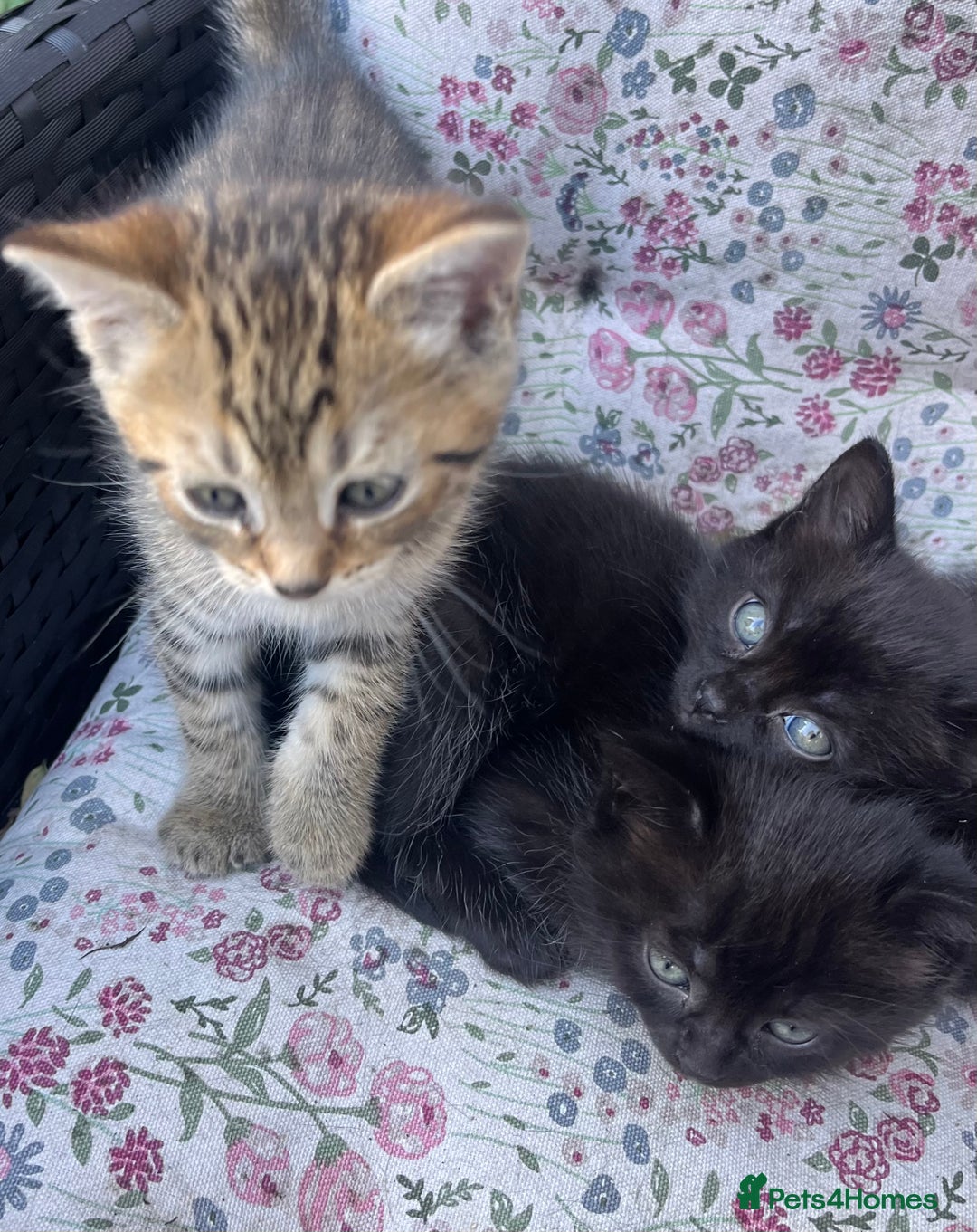 British Shorthair cats for sale: Beautiful fluffy kittens ready in 2 weeks  - Image 11