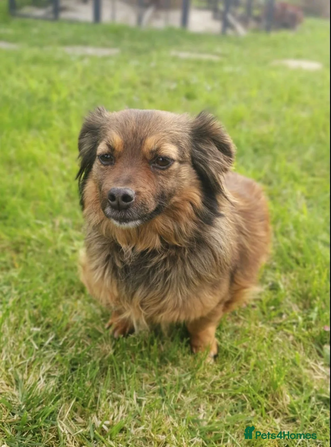 Mixed Breed dogs for adoption: ❤️🐶 MAIKA – SHE LOVES SO QUIETLY in Burton-on-Trent - Advert 1
