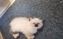 Ragdoll cats for sale: Beautiful Ragdoll Kittens - Image 15