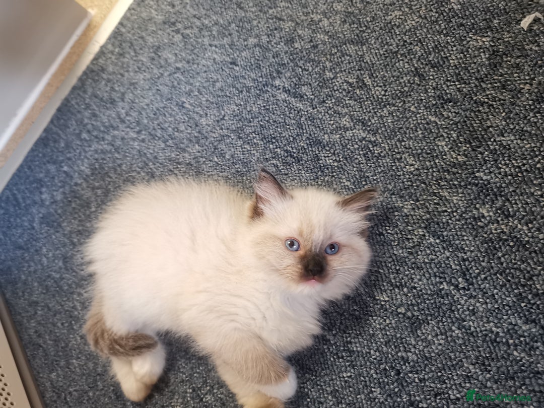 Ragdoll cats for sale: Beautiful Ragdoll Kittens - Image 15