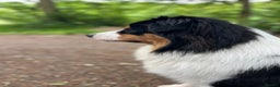 Australian Shepherd dogs for stud: Proven Australian Shepherd Stud - Advert 8