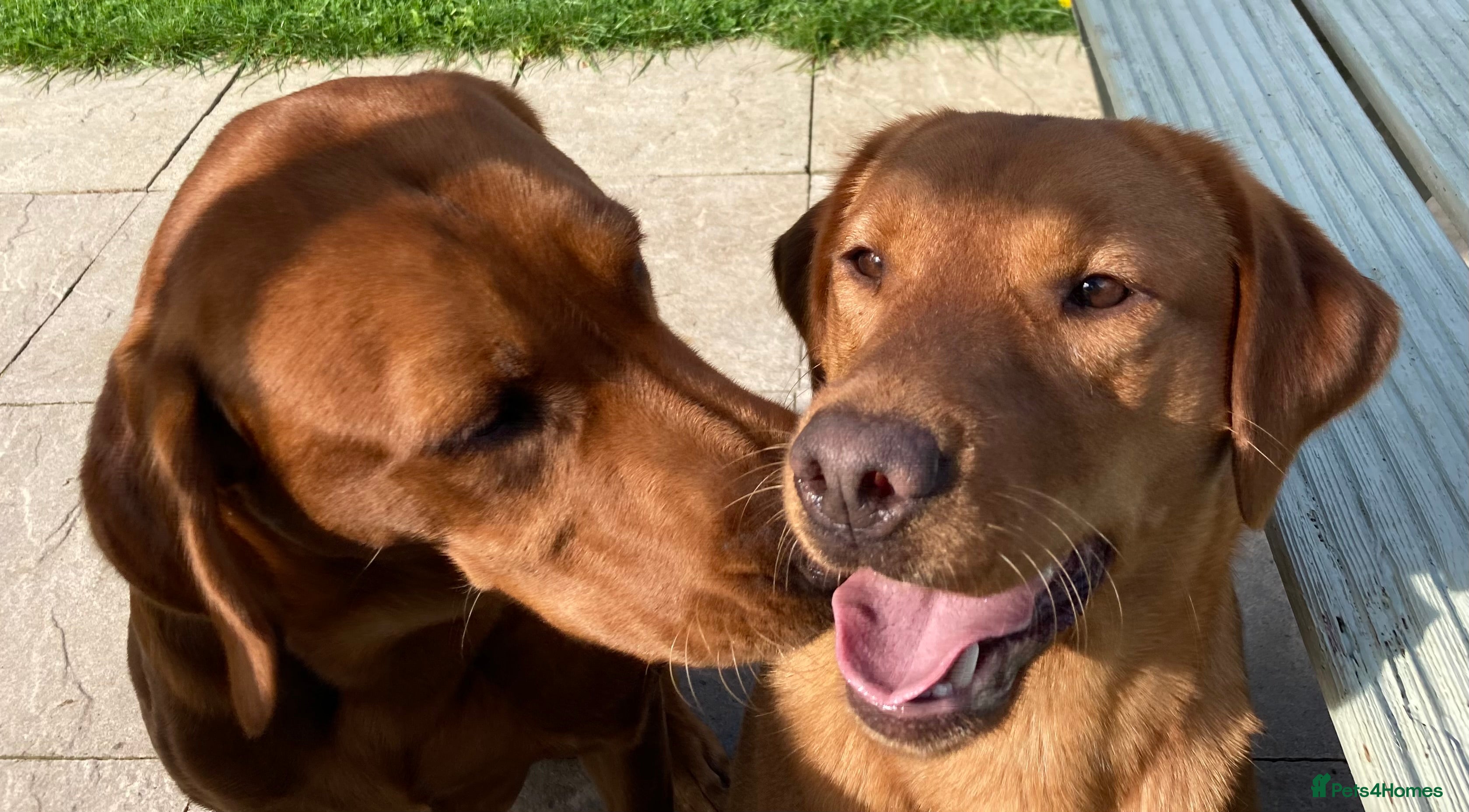 Labrador Retriever dogs Beautiful Fox Red Labrador Puppies  - Advert 3