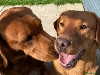 Labrador Retriever dogs Beautiful Fox Red Labrador Puppies - Advert 3