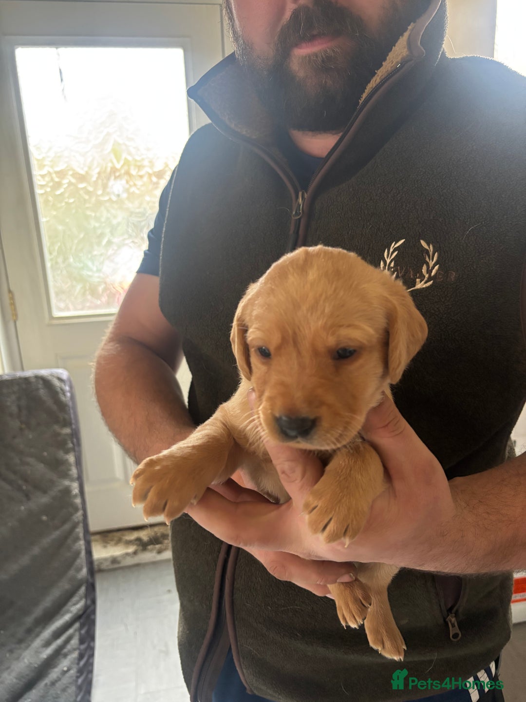 Labrador Retriever dogs for sale: Fox red Labrador - Advert 6