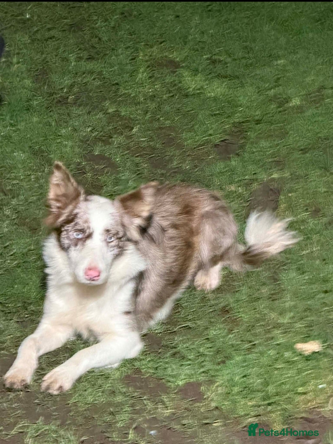 Border Collie dogs for sale: Border collie female with blue eyes. - Advert 2