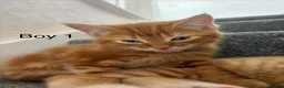 Domestic Shorthair cats for sale: 3 x beautiful kittens ready now  in Nelson - Advert 4