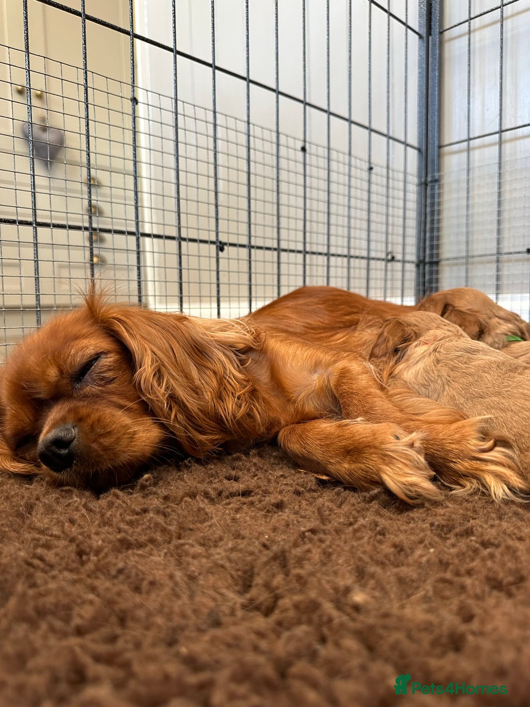 Cavalier King Charles Spaniel dogs for sale: Health Tested parents, Beautiful litter of CKCS - Image 10
