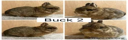 Netherland Dwarf rabbits for sale: Netherland Dwarf Adults for sale  - Advert 3